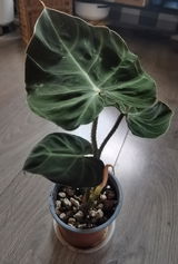 Susann P. review photo