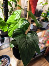 Monique Stolpe review photo