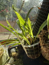 Stefan Paschek review photo