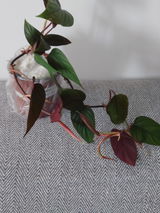 Siggi V review photo