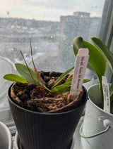 Erardo Jimenez-Correa review photo
