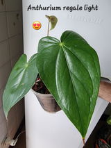 Yordan Avdzhiev review photo
