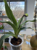 Valentina Shchedrina review photo