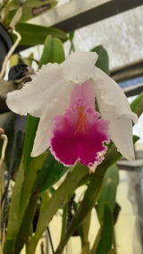 Marianne Haeck. review photo