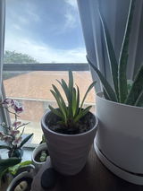 Sophia Hernandez review photo