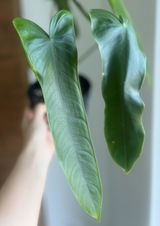 Alicja review photo
