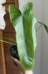 Alicja review photo