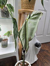 Yami review photo