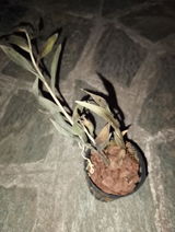 maria teresa review photo