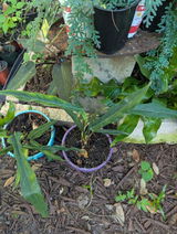 steven worked for top tropical in BuckinghamFL.i have a large collection of rare tropical plants review photo