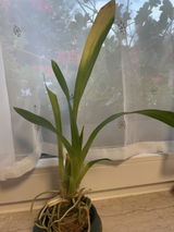 Duyen review photo