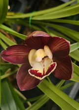 Cymbidium black papper review photo