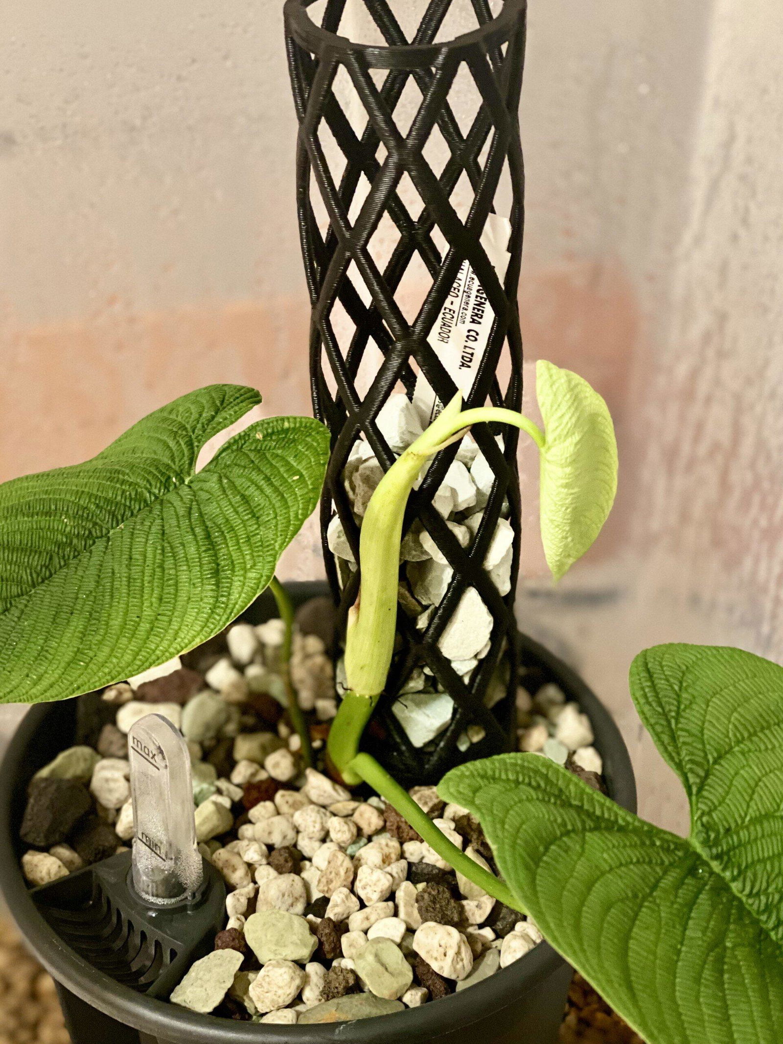 Philodendron lynnhannoniae cf – Rare Velvet Climbing Philodendron