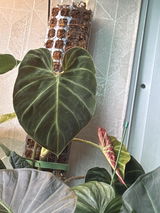 Juan Carlos Polanco review photo