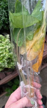 Amber review photo