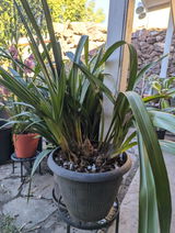Thao NC review photo