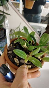 Madda review photo