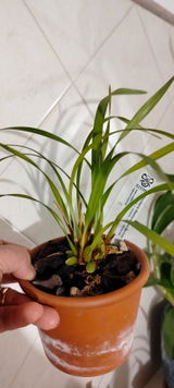 Madda review photo