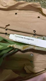 Стилияна Коцева review photo