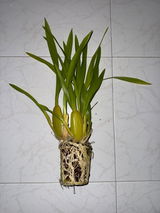 Lin T. review photo