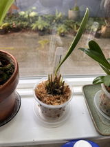Puget Sound Orchid Lover review photo