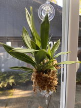 Puget Sound Orchid Lover review photo