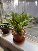 Puget Sound Orchid Lover review photo