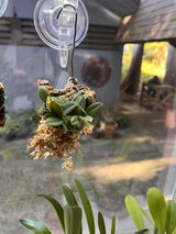 Puget Sound Orchid Lover review photo