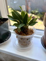 Puget Sound Orchid Lover review photo