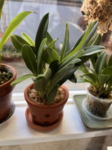 Puget Sound Orchid Lover review photo