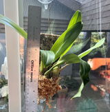 Puget Sound Orchid Lover review photo