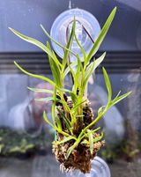 Puget Sound Orchid Lover review photo