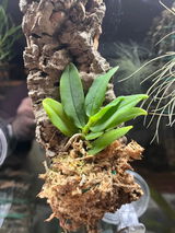 Puget Sound Orchid Lover review photo