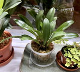 Puget Sound Orchid Lover review photo