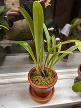 Puget Sound Orchid Lover review photo