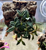 Puget Sound Orchid Lover review photo
