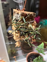 Puget Sound Orchid Lover review photo