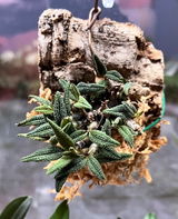 Puget Sound Orchid Lover review photo