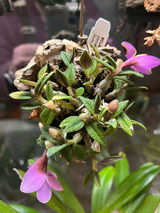 Puget Sound Orchid Lover review photo