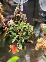 Puget Sound Orchid Lover review photo