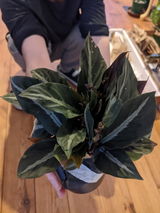 Felix review photo