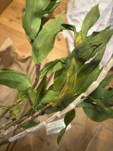 Rossella Gennari review photo