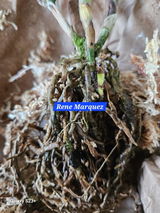 Martina Fernandez-Ayllon review photo