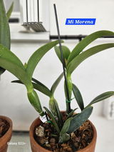 Martina Fernandez-Ayllon review photo