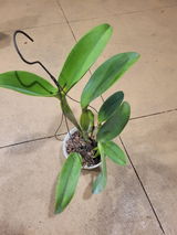 MIDIALA CANOSA review photo