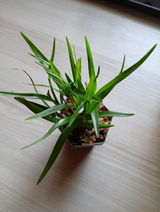 Herbert Reisinger review photo