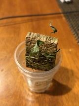 Hsin-Lun Huang review photo