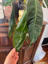 Sophia Torres review photo
