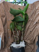 Uziel Duran Bouret review photo
