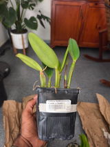 Uziel Duran Bouret review photo